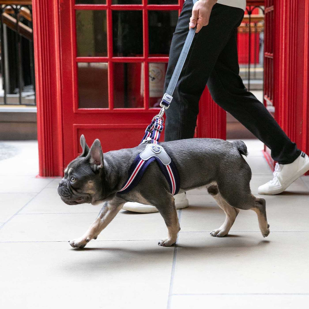 Dog Harness R571