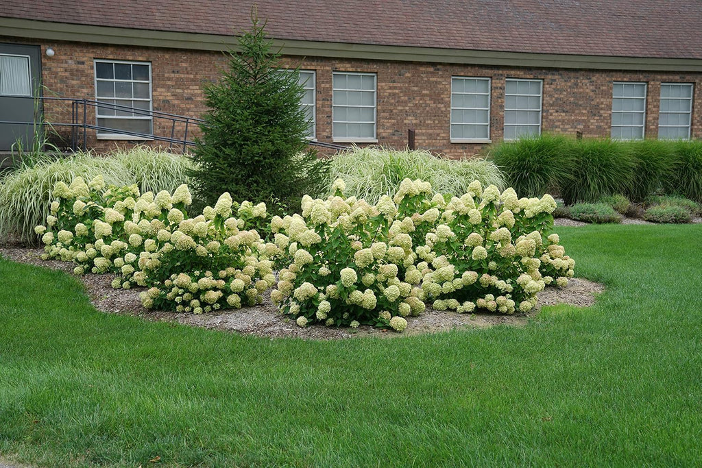 2 Gal Containers Panicle Hydrangea Shrub Bundle M7364