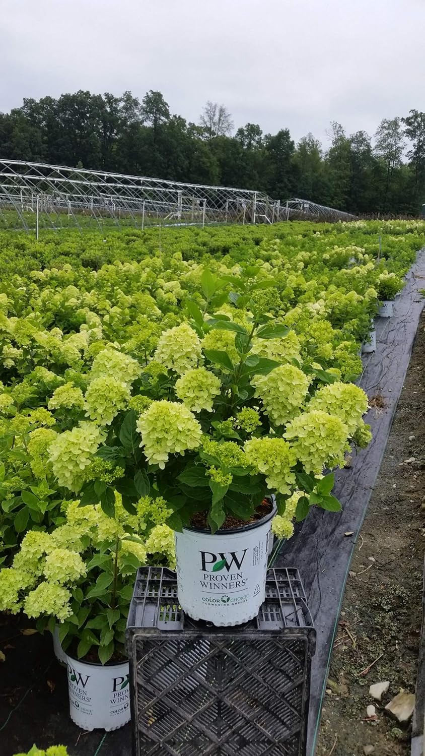 2 Gal Containers Panicle Hydrangea Shrub Bundle M7364