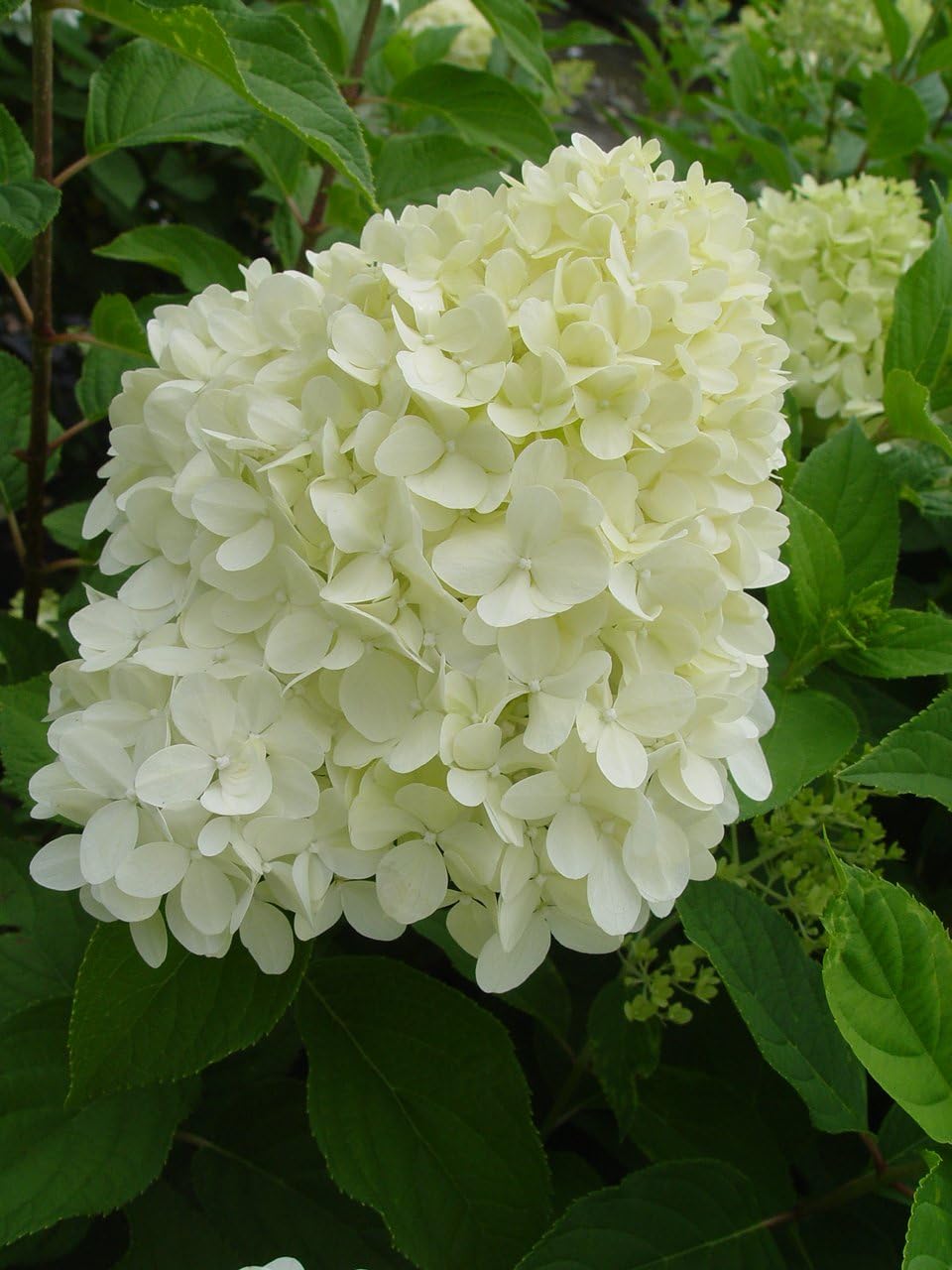 2 Gal Containers Panicle Hydrangea Shrub Bundle M7364