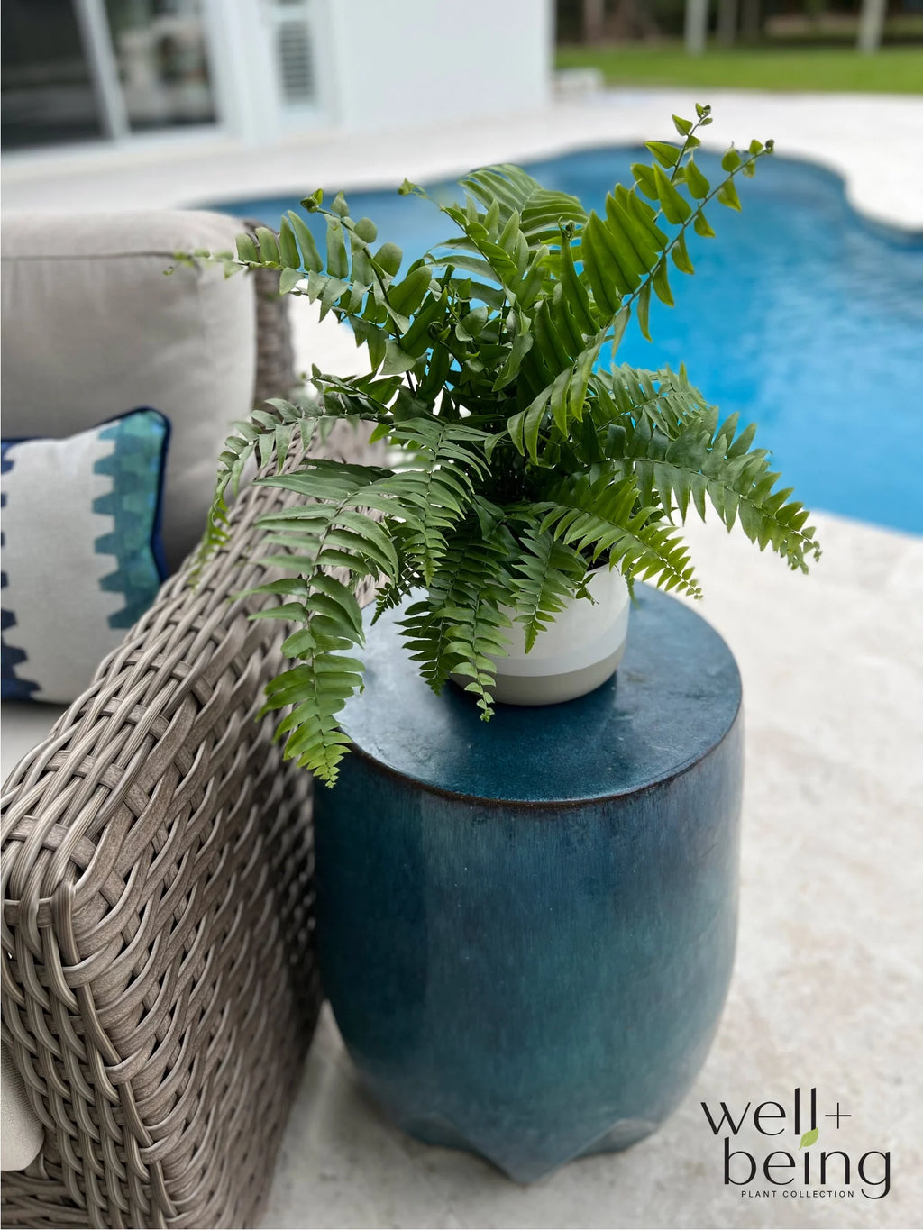 Live Plant in Grower Pot A28023