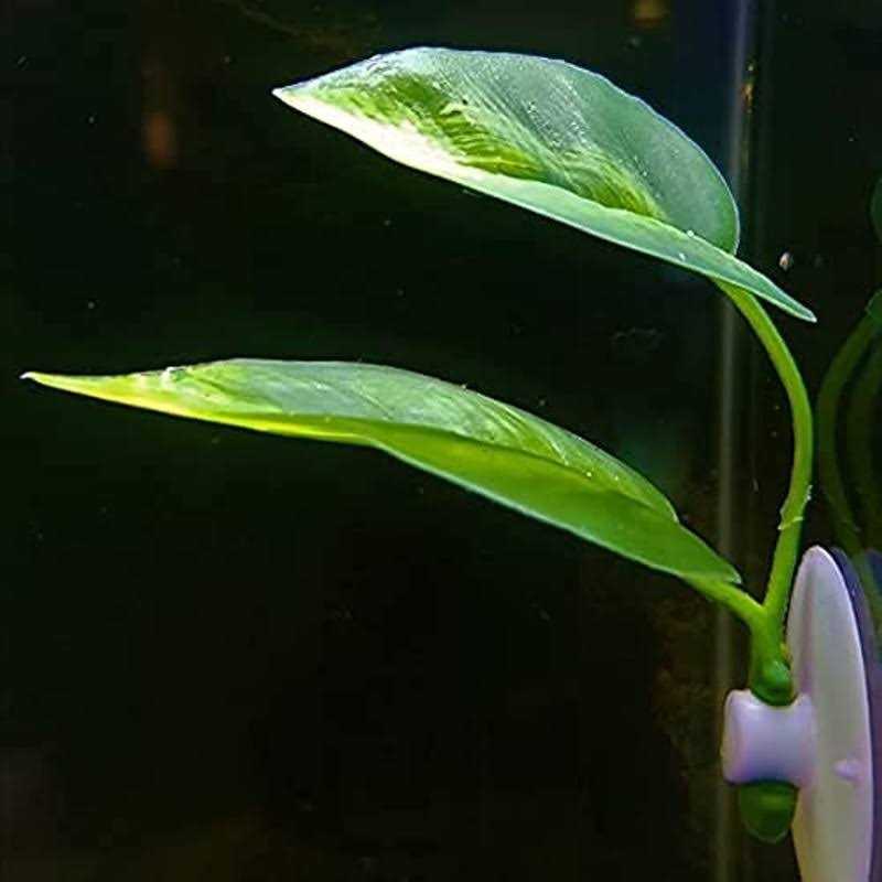 Betta Fish Leaf Pad Plastic Suction Cup T855