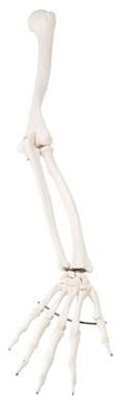 Arm Skeleton Model-Right U209624