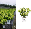 2 Gal Containers Panicle Hydrangea Shrub Bundle M7364