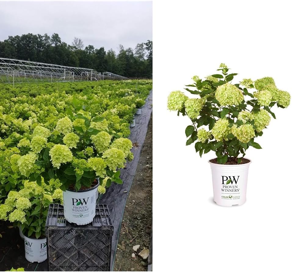 2 Gal Containers Panicle Hydrangea Shrub Bundle M7364