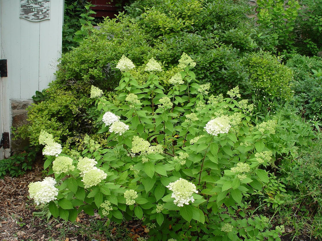 2 Gal Containers Panicle Hydrangea Shrub Bundle M7364