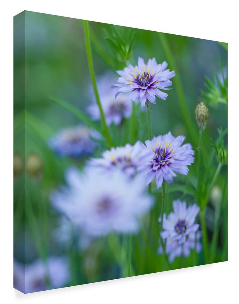 Canvas Art G3290
