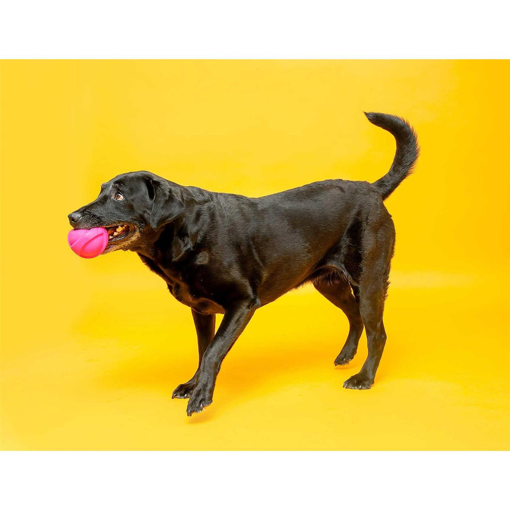 Squeaky Latex Dog Toy B27174