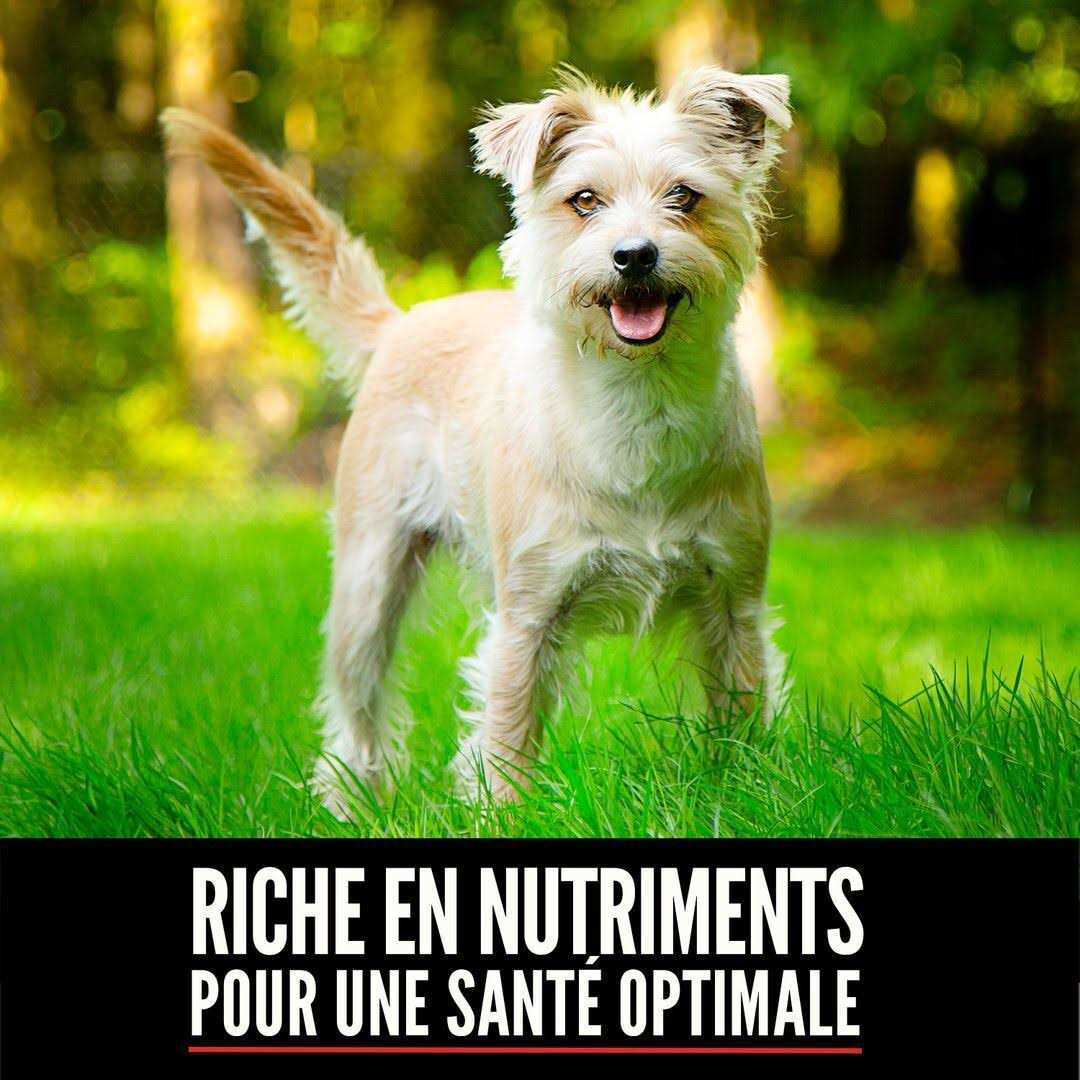 Small Breed Dry Dog Food W89710