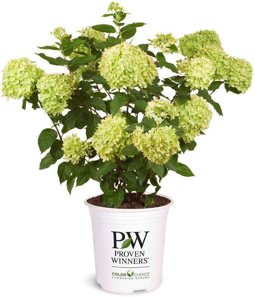 2 Gal Containers Panicle Hydrangea Shrub Bundle M7364