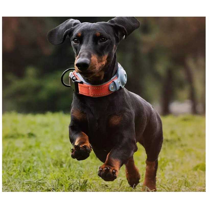 Reflective Dog Collar F3536