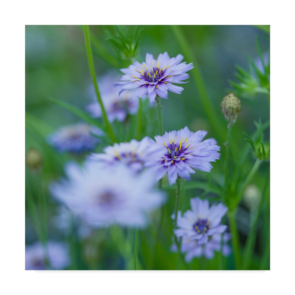 Canvas Art G3290