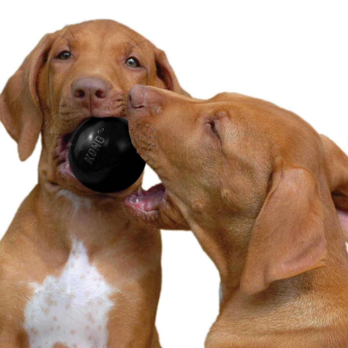 KONG Ball Dog Toy B36920