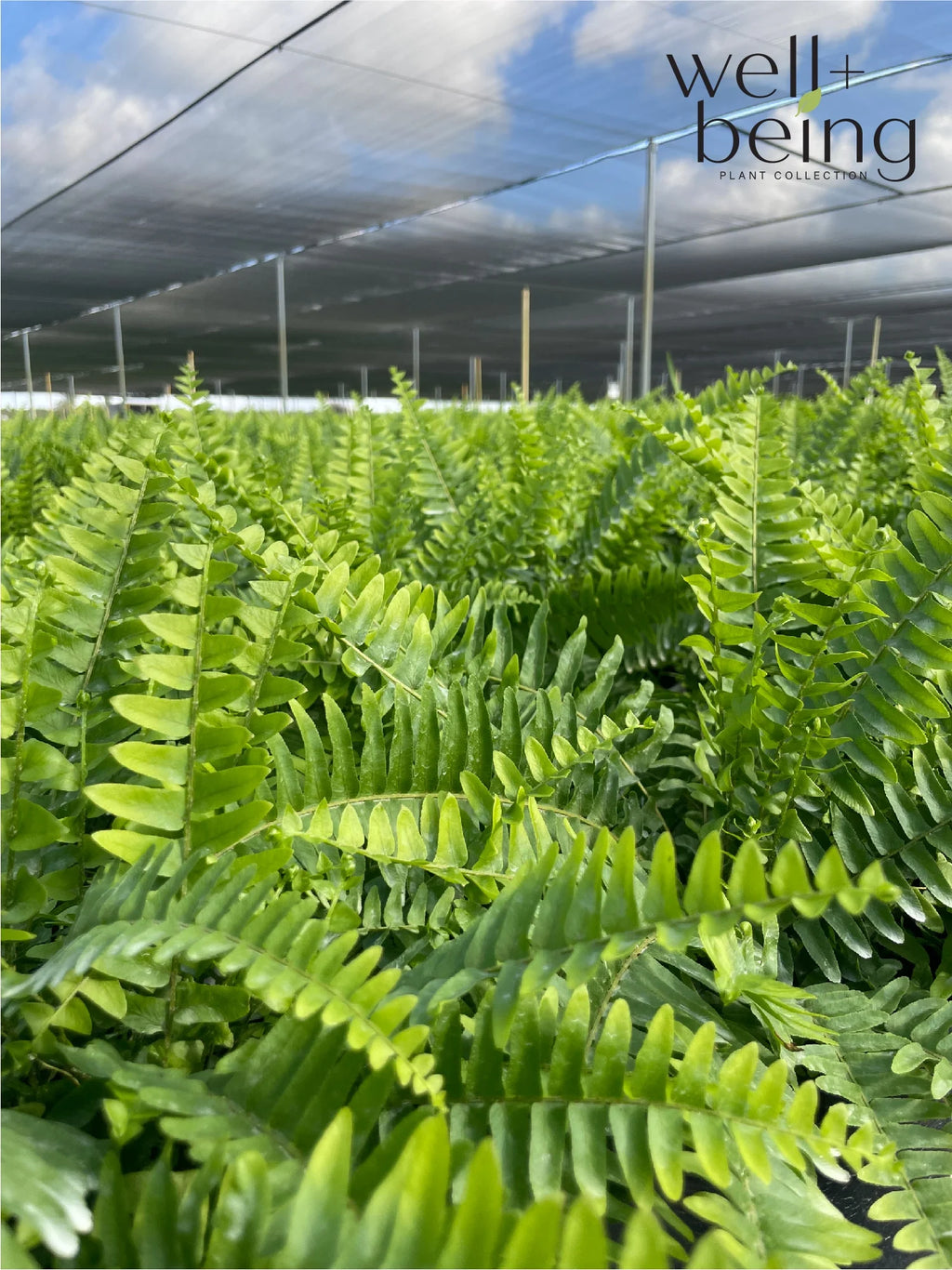 Live Plant in Grower Pot A28023