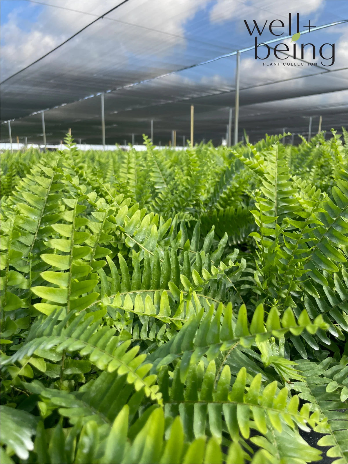 Live Plant in Grower Pot A28023
