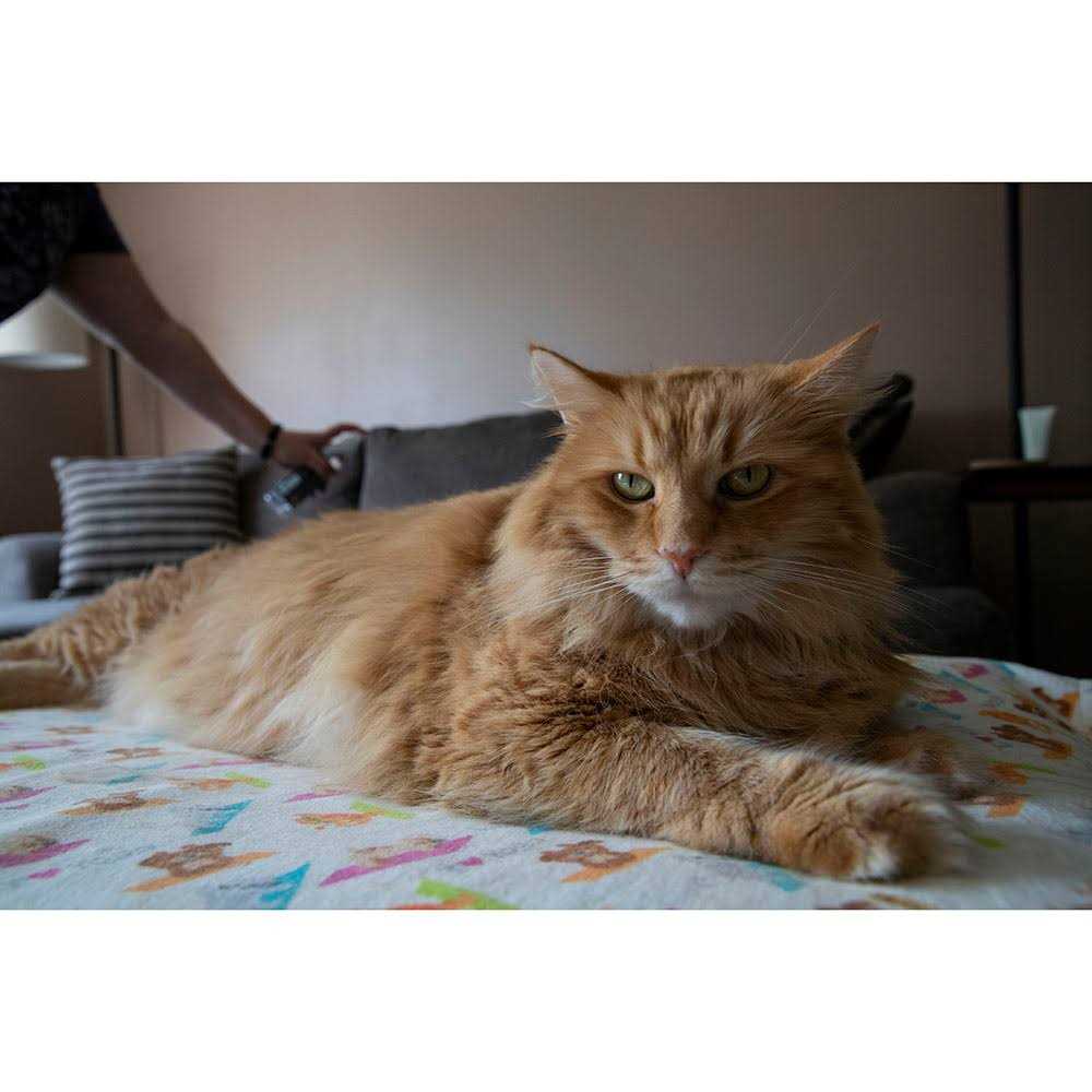 Furniture Spray Deterrent for Pets T7994