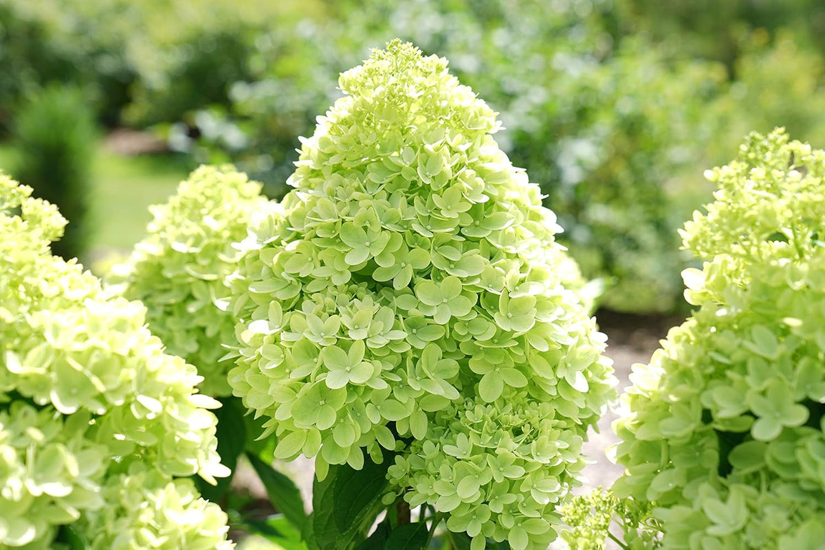 2 Gal Containers Panicle Hydrangea Shrub Bundle M7364