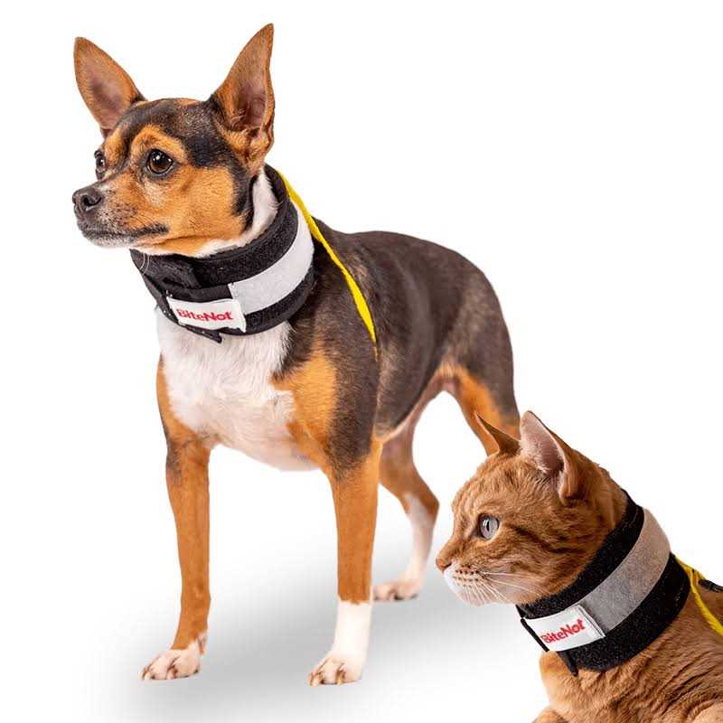 Pet Collar T642528