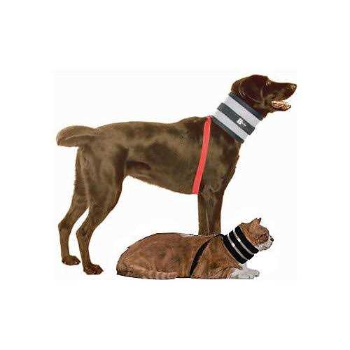 Pet Collar T642528