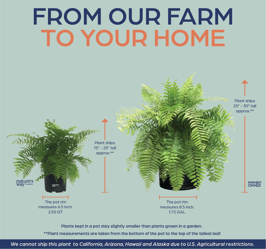 Live Plant in Grower Pot A28023