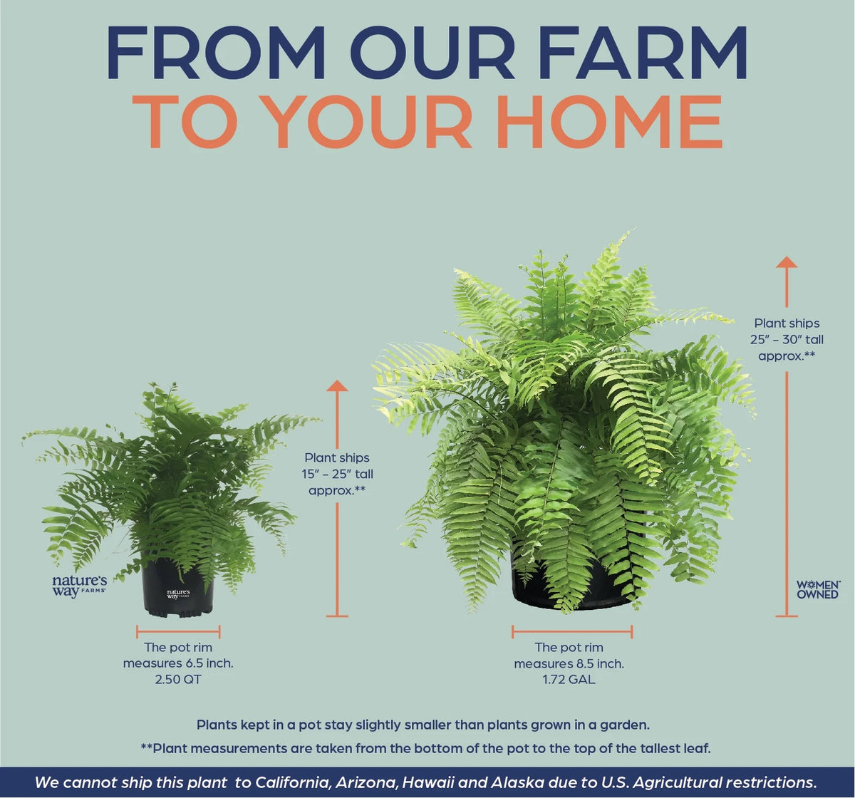 Live Plant in Grower Pot A28023
