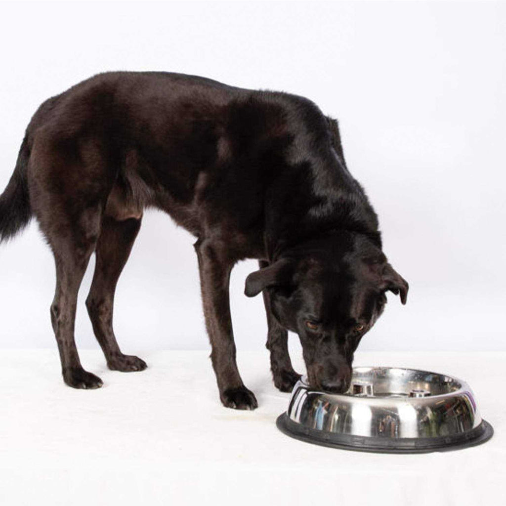Stainless Steel Dog Bowl E904