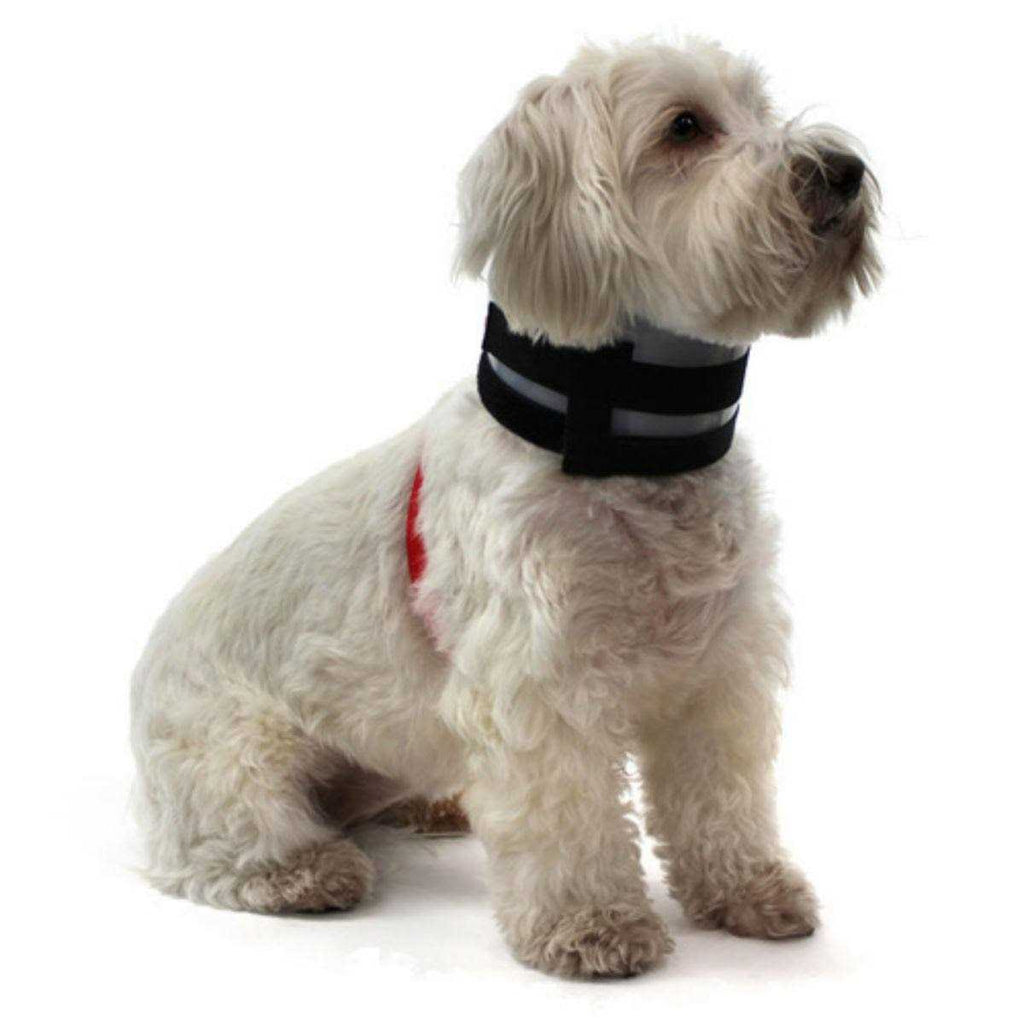 Pet Collar T642528
