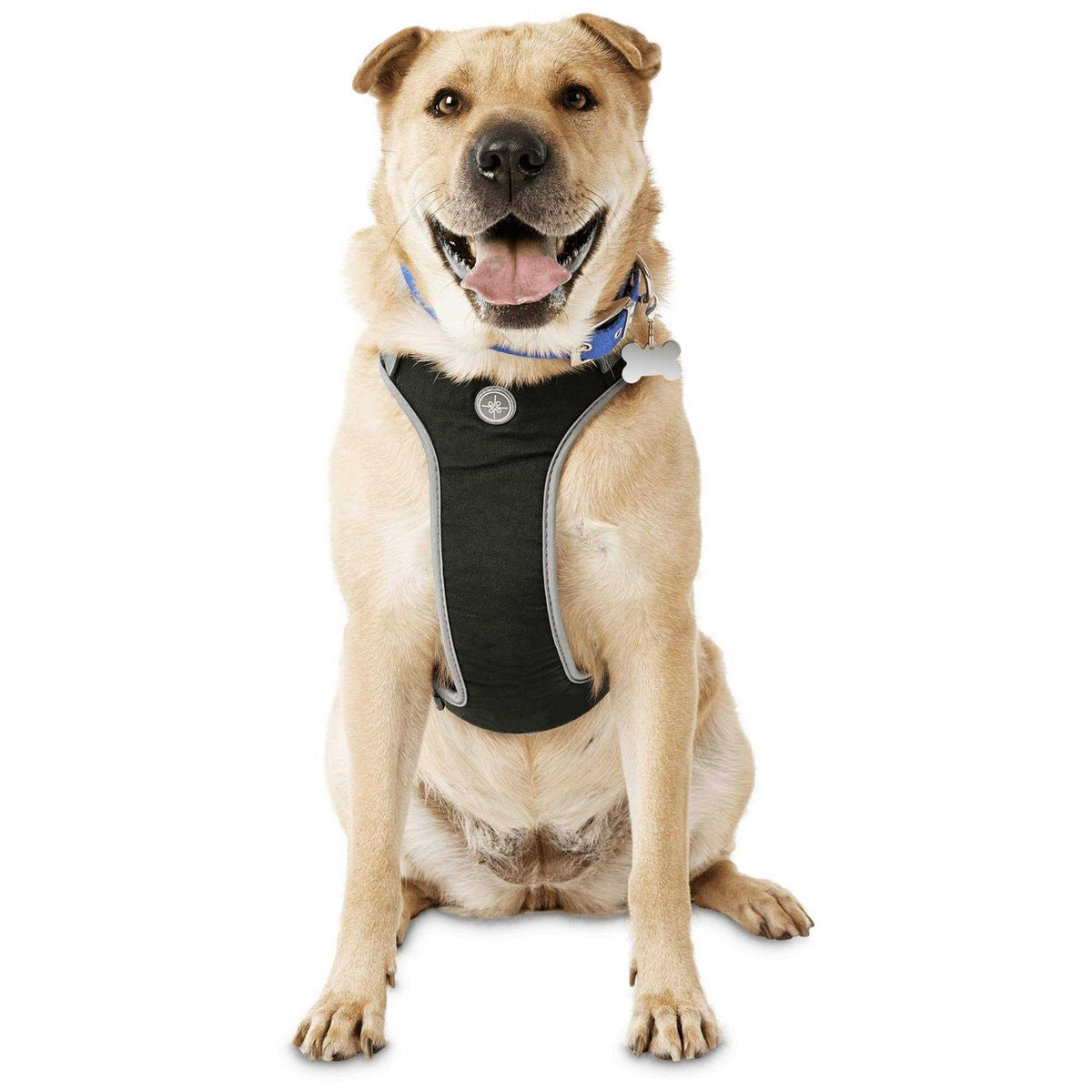 Black Dog Harness F74157