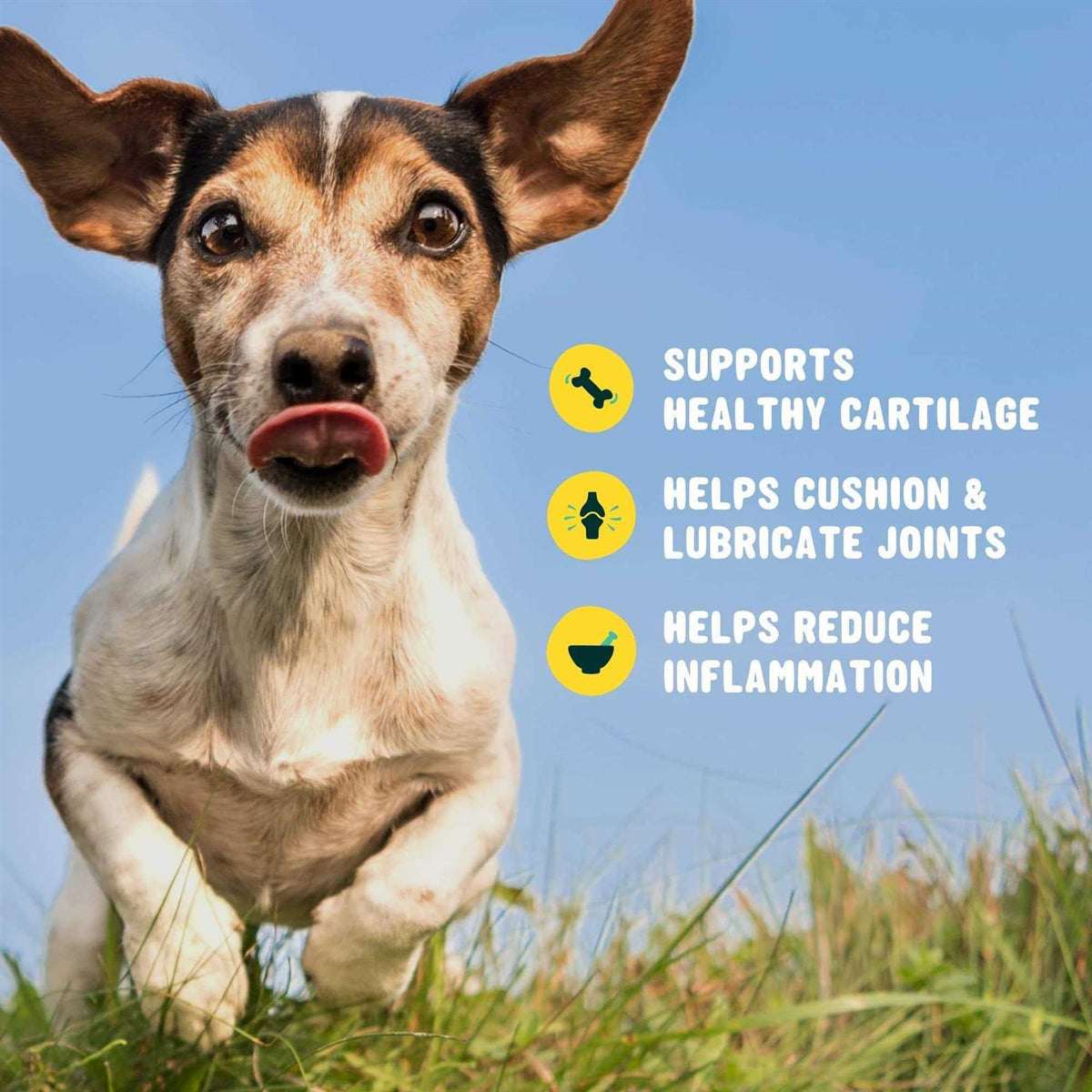 Glucosamine for Dogs Hip and Joint Supplement with Chondroitin Q443