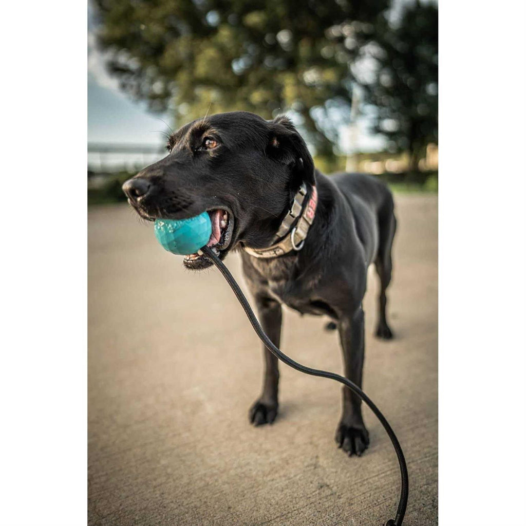 Dog Ball on a Rope Solid Rubber Tug Toy H5890