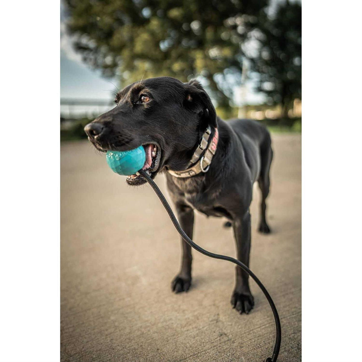 Dog Ball on a Rope Solid Rubber Tug Toy H5890