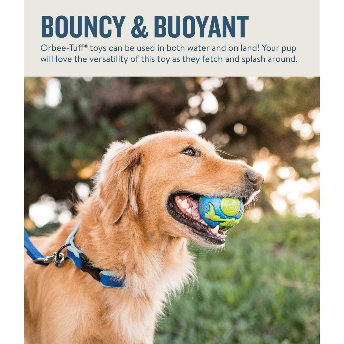 Blue Dog Ball V964143