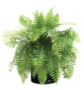 Live Plant in Grower Pot A28023