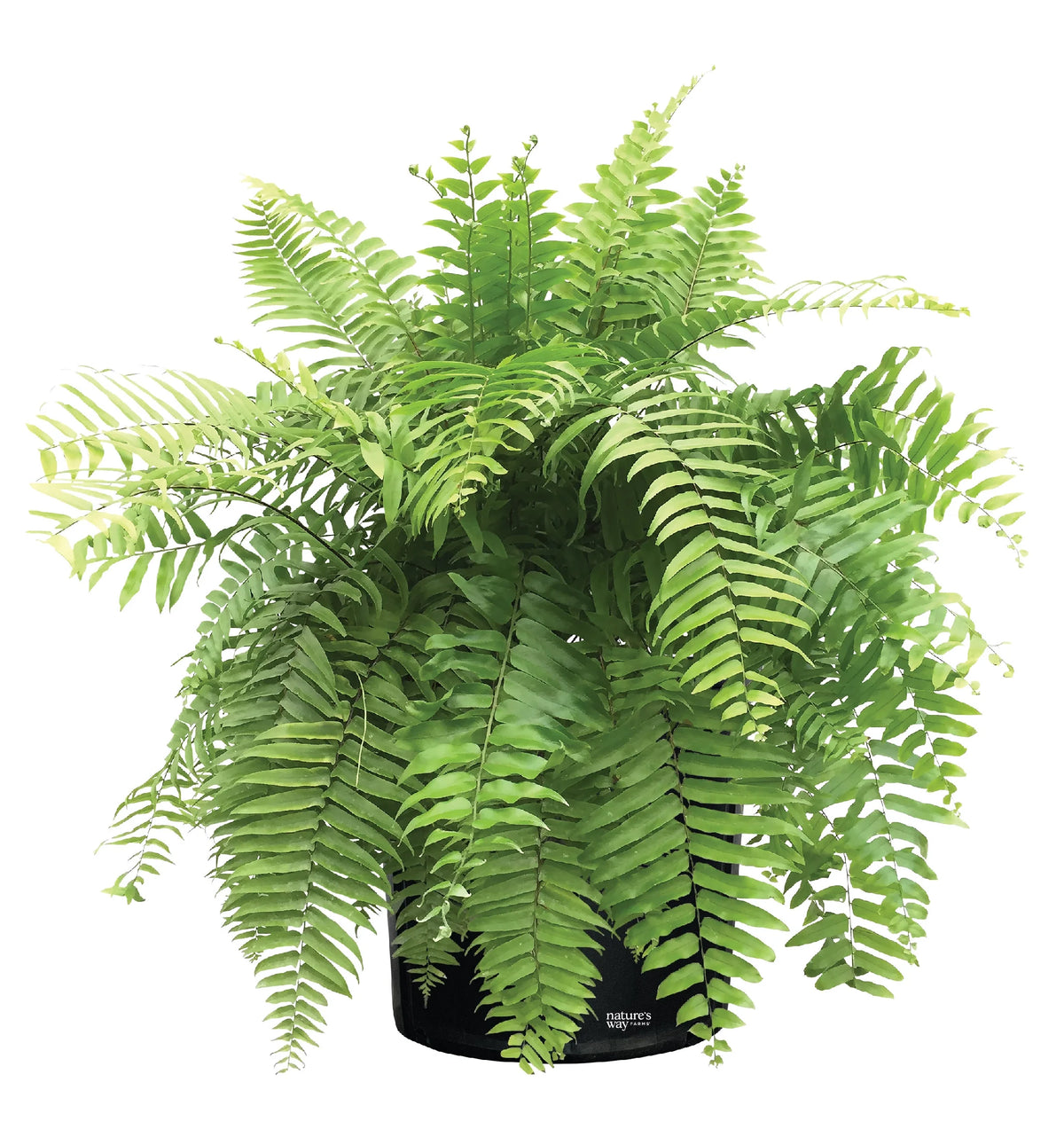 Live Plant in Grower Pot A28023