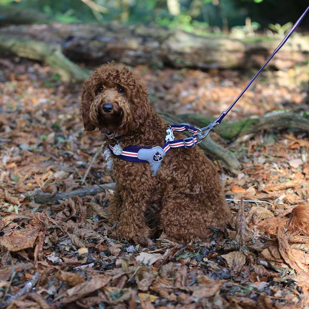 Dog Harness R571